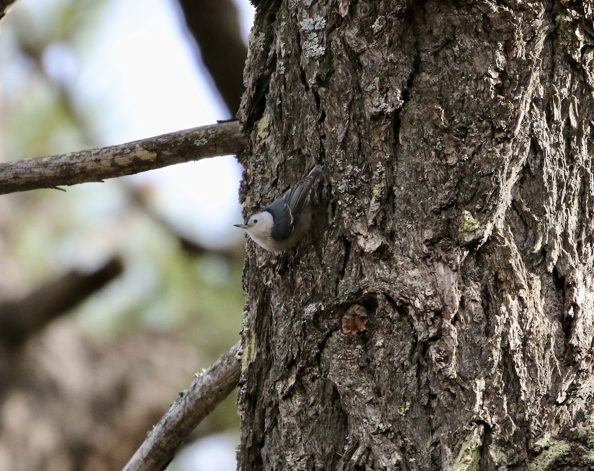 White-breasted Nuthatch - ML277020951