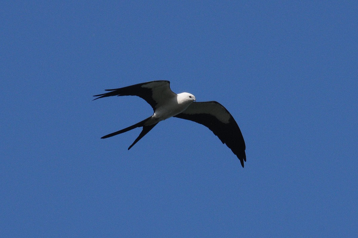 Swallow-tailed Kite - Bruce Mast