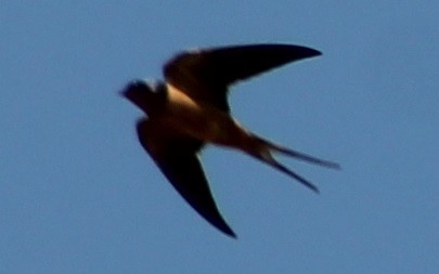 Barn Swallow - ML27702321