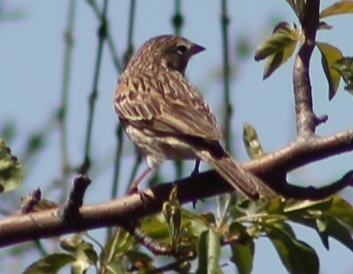 Vesper Sparrow - Lorraine Lanning