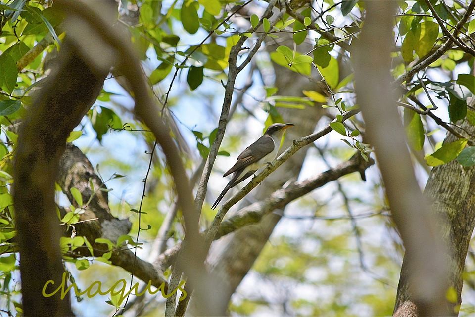 Yellow-billed Cuckoo - Great Mayan Birding by Ichi Tours