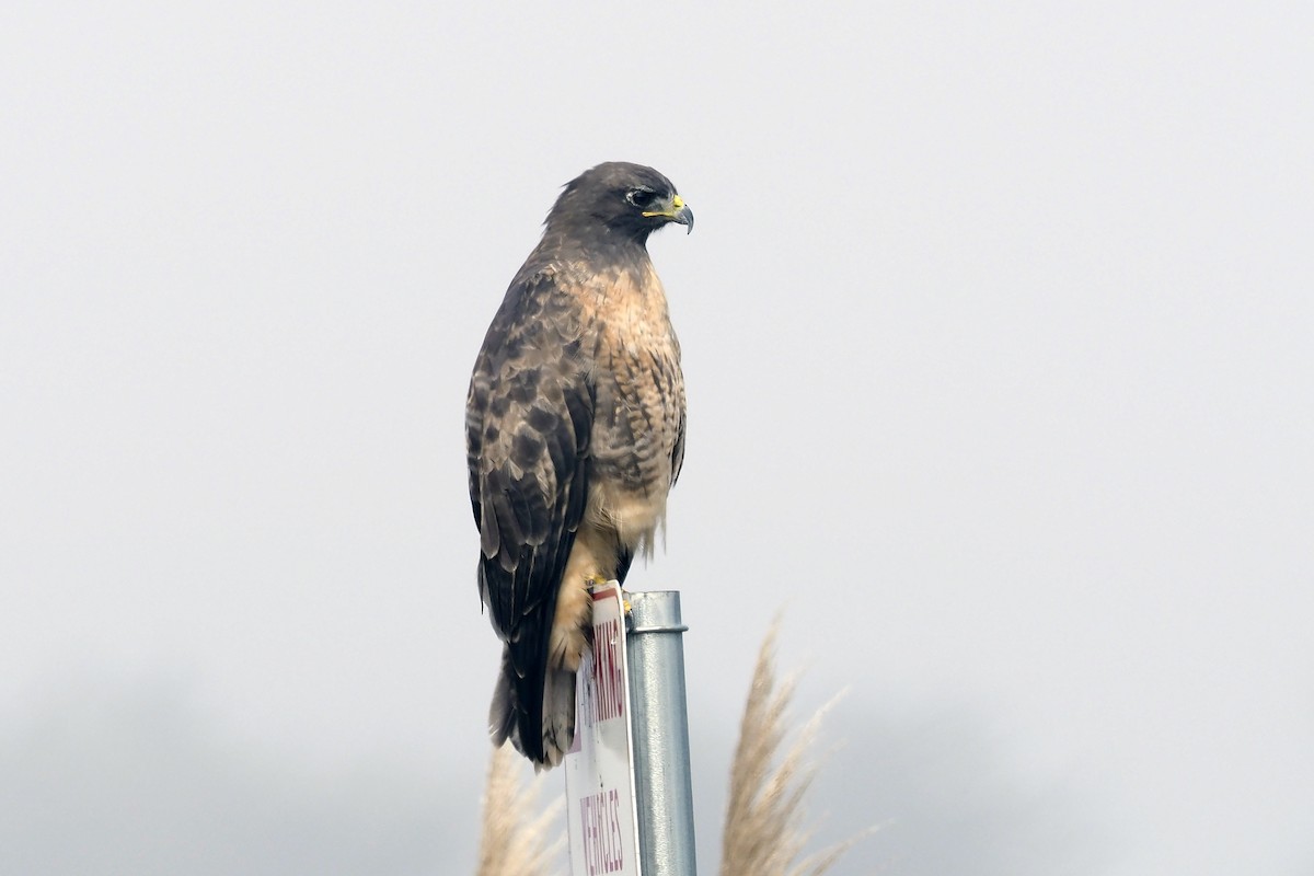 Red-tailed Hawk - ML277027631
