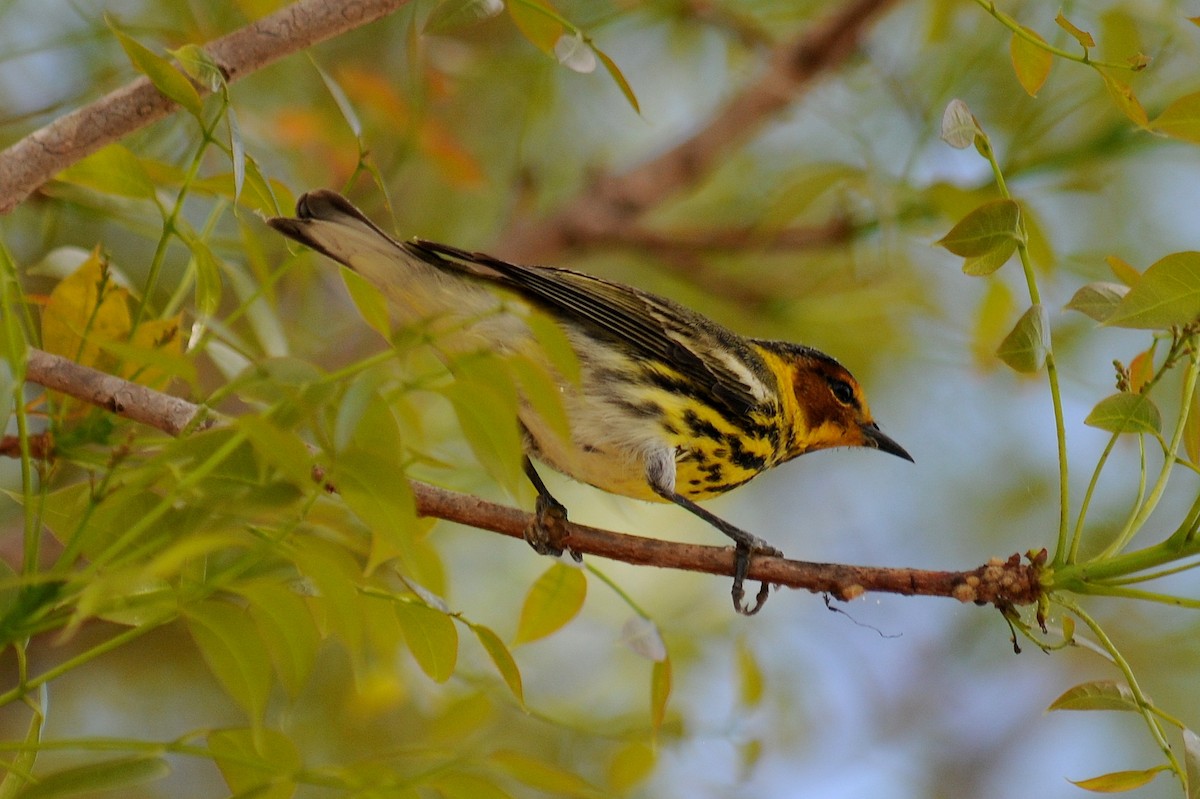 Cape May Warbler - ML27703031