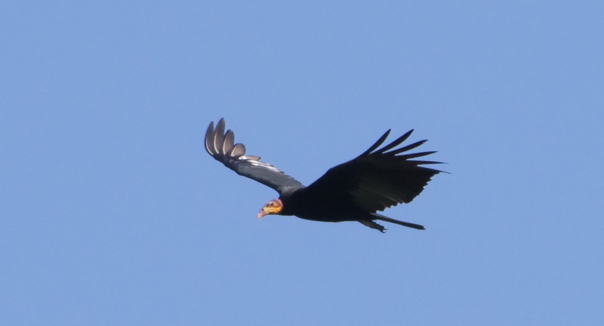 Greater Yellow-headed Vulture - ML277033941