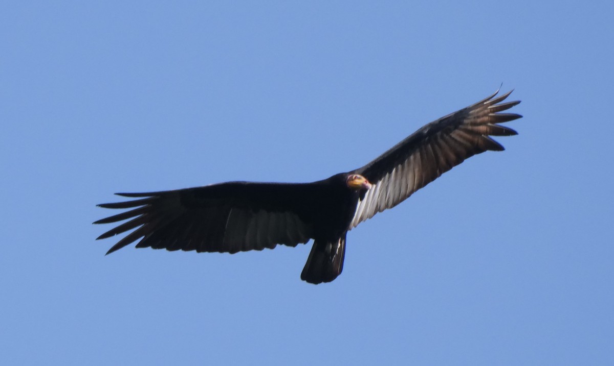 Greater Yellow-headed Vulture - ML277033971