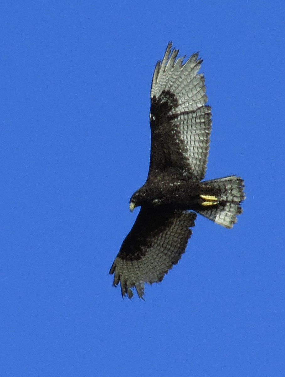Zone-tailed Hawk - Diane Drobka