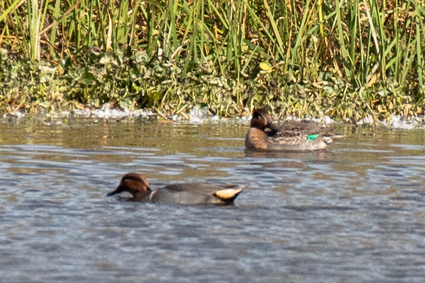 Green-winged Teal - ML277042561