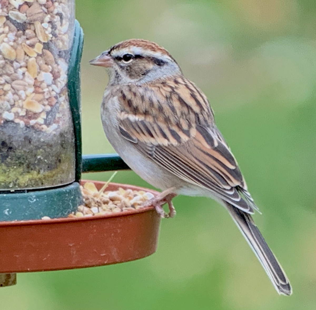 Chipping Sparrow - J Brett