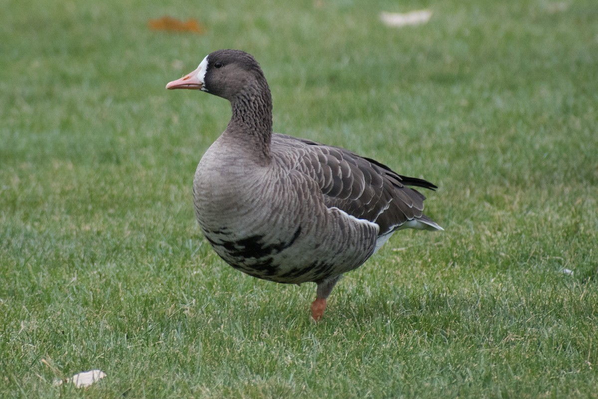 Greater White-fronted Goose - ML277060061
