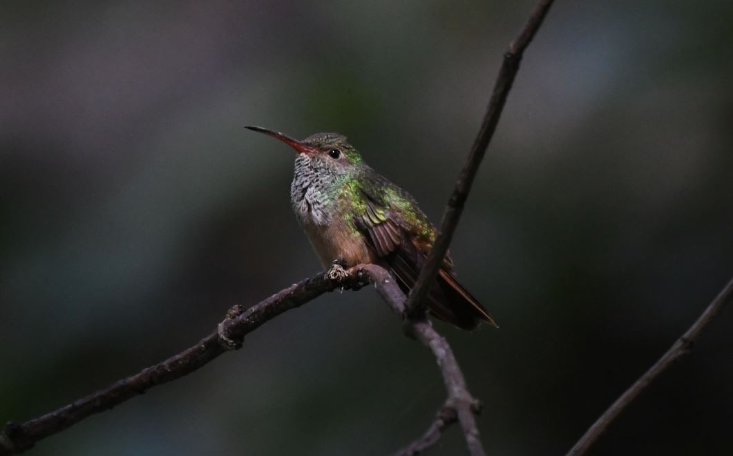 Buff-bellied Hummingbird - ML277063641