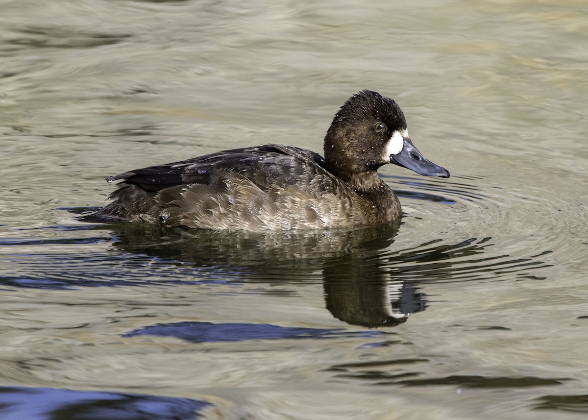 Greater Scaup - Zack Abbey
