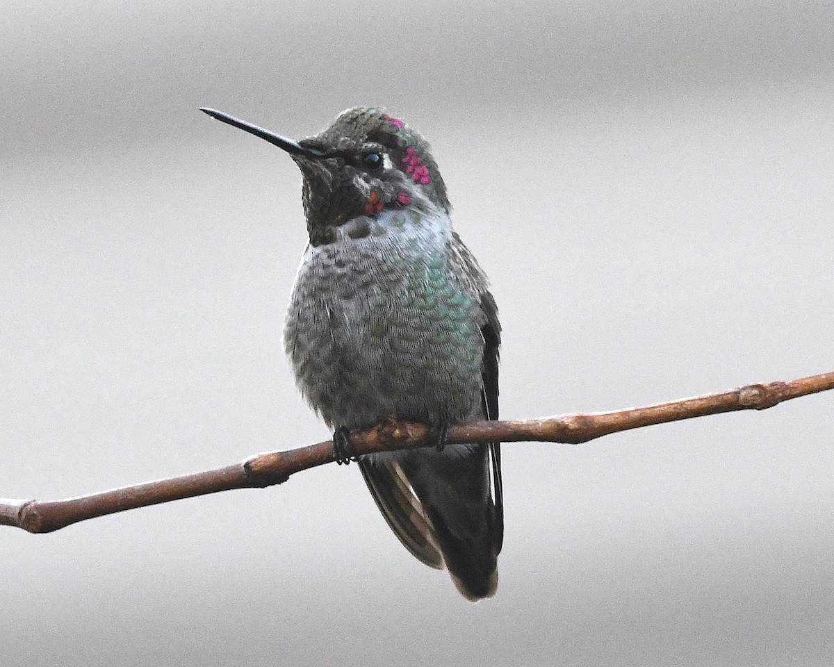 Anna's Hummingbird - Michael Topp