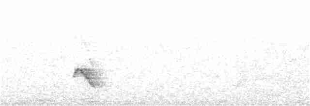 White-crested Elaenia - ML277072101