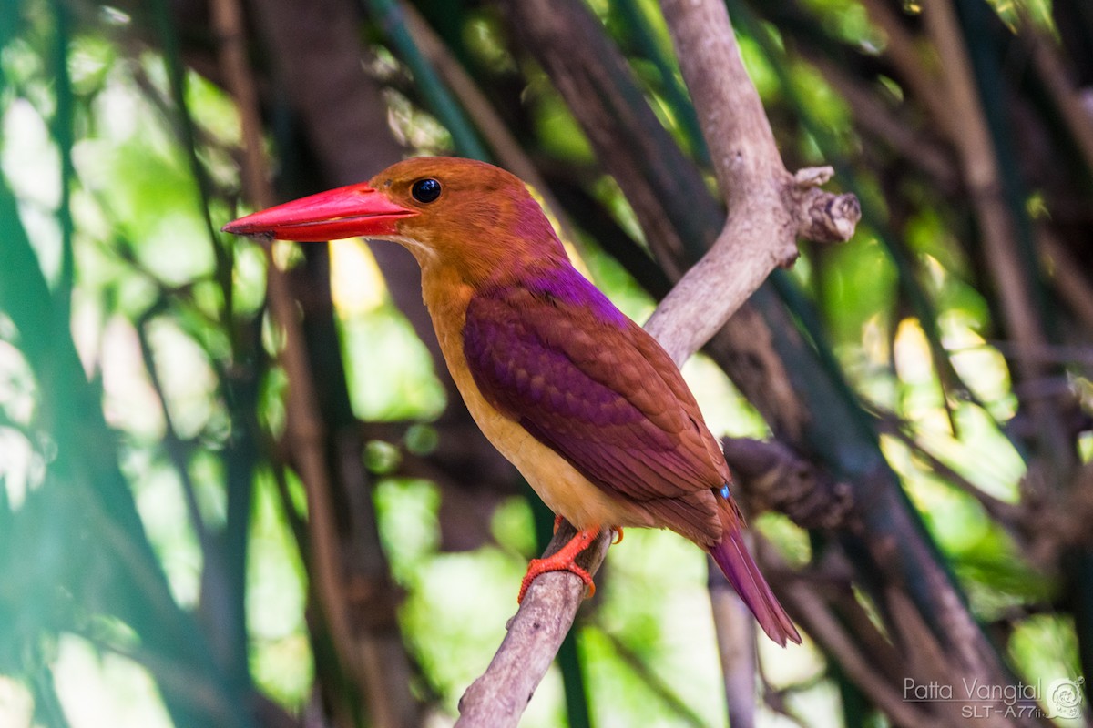 Ruddy Kingfisher - Pattaraporn Vangtal