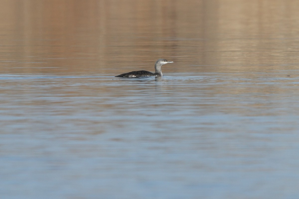 Red-throated Loon - ML277083531