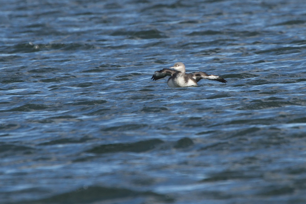Red-throated Loon - ML277083551