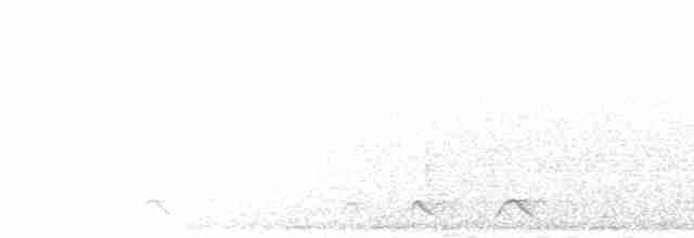 Square-tailed Nightjar - ML277101