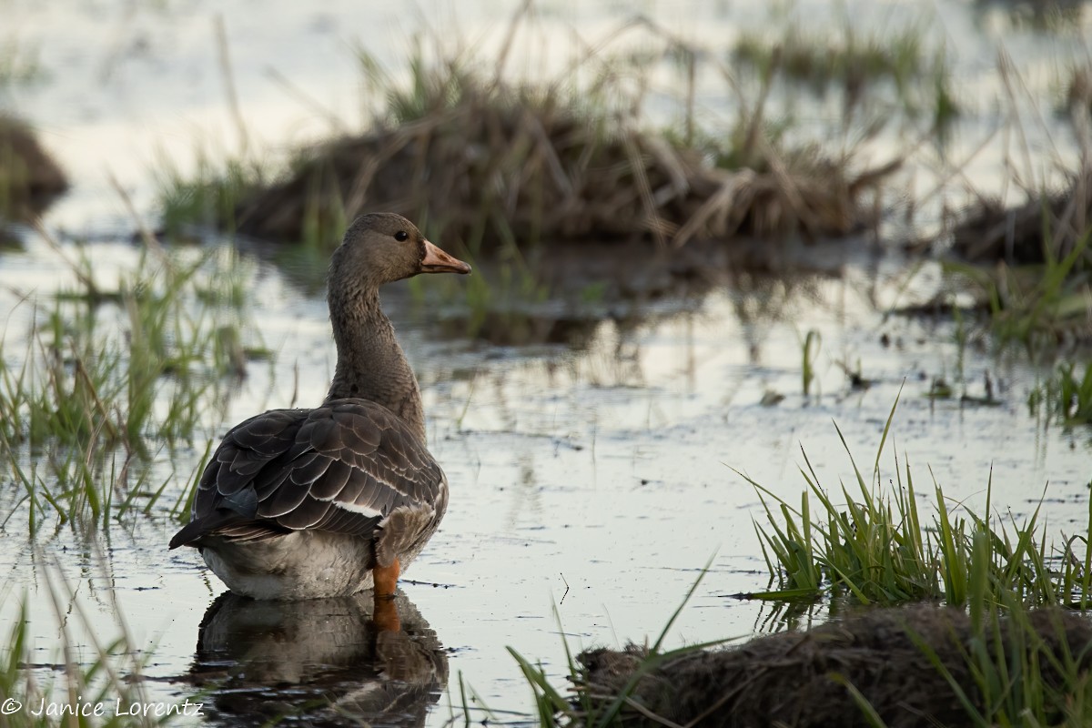 Greater White-fronted Goose - Janice Lorentz