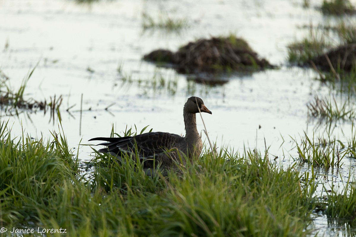 Greater White-fronted Goose - ML277101821