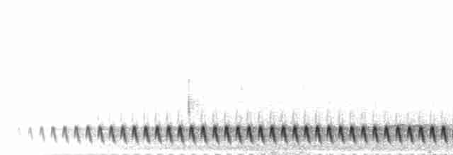 Square-tailed Nightjar - ML277103