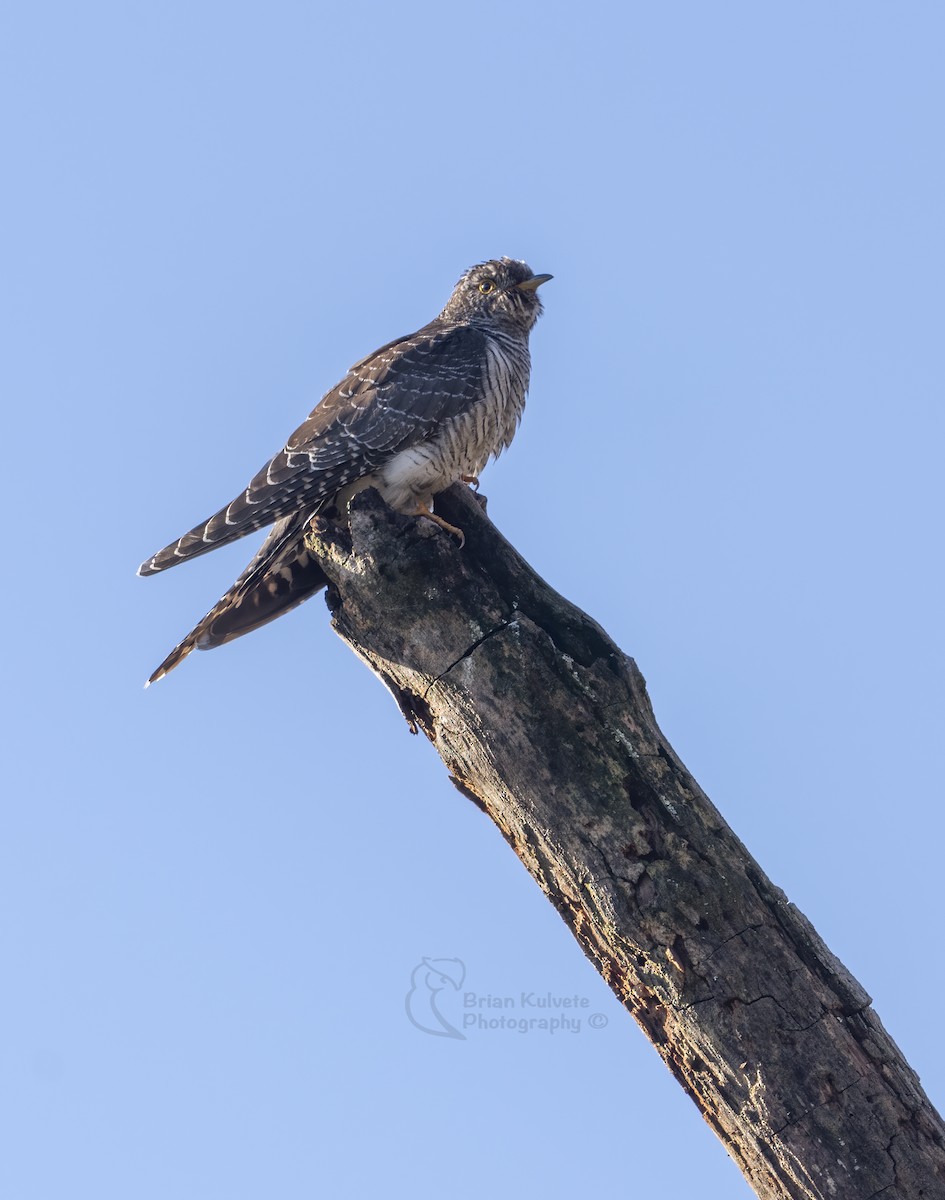 Common Cuckoo - ML277104541