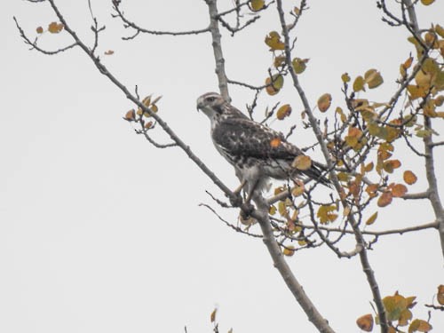 Red-tailed Hawk - ML277104551