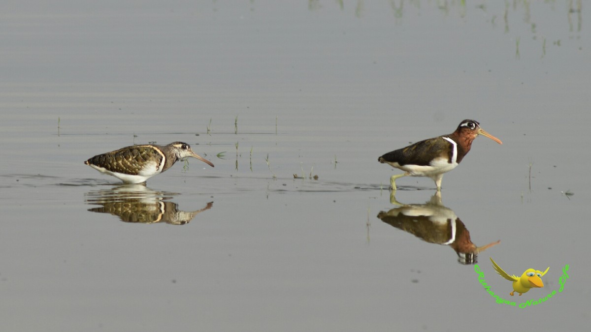 Greater Painted-Snipe - ML27710941