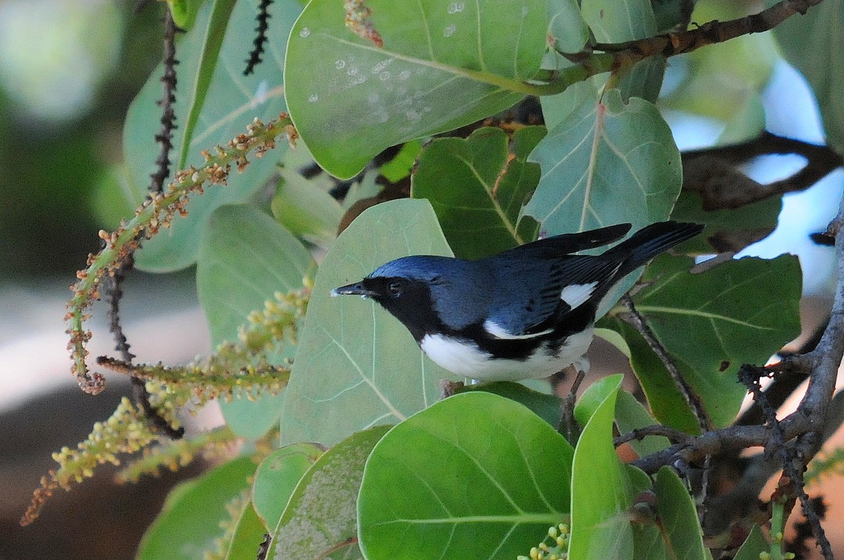 Black-throated Blue Warbler - Bruce Mast