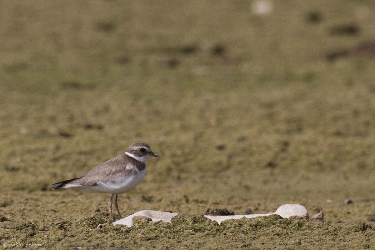 Semipalmated Plover - ML277118261