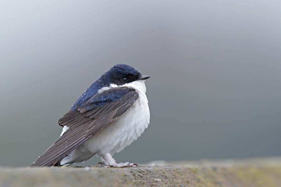 Western House-Martin - Volker Hesse