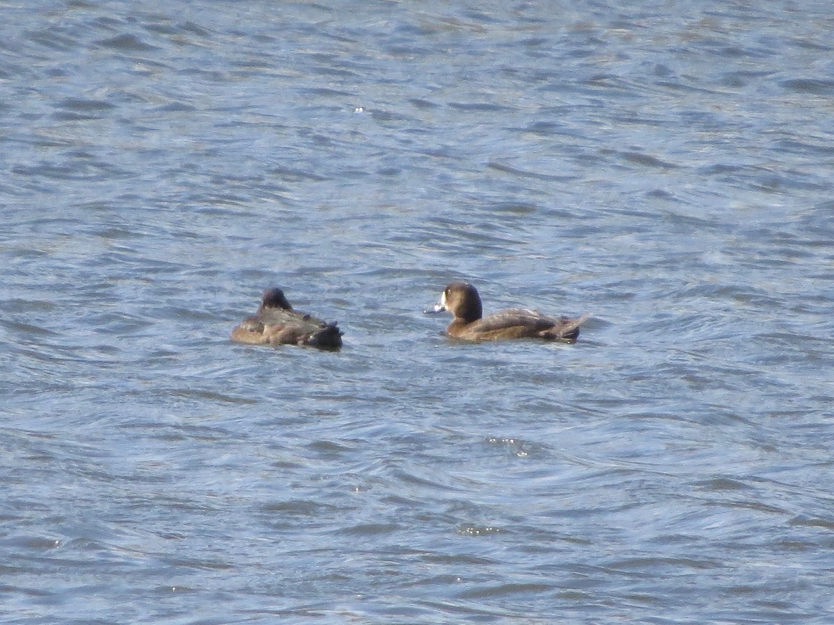 Greater/Lesser Scaup - ML277120801
