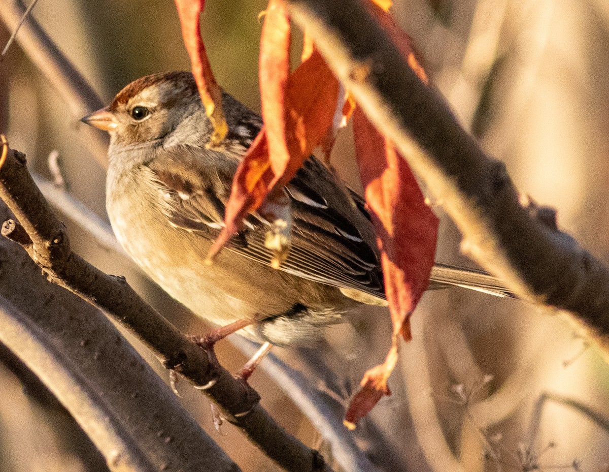 White-crowned Sparrow - ML277123881