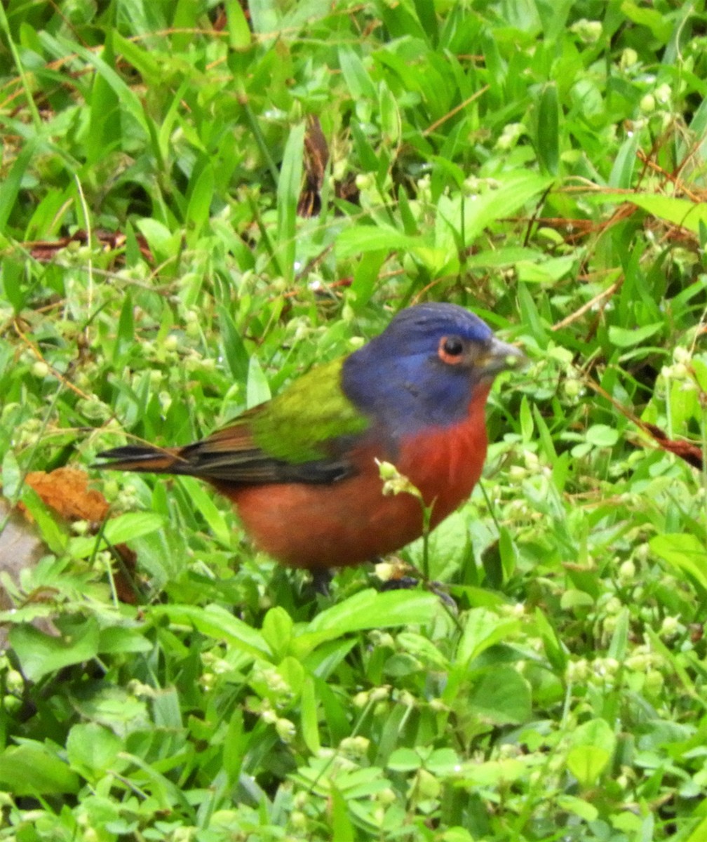 Painted Bunting - ML277127261
