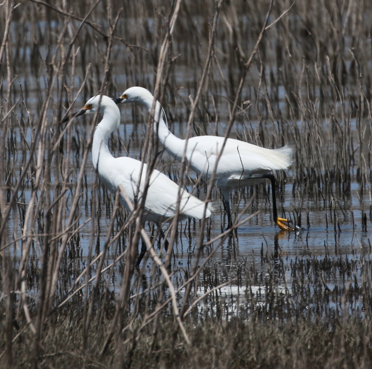 white egret sp. - David Stejskal