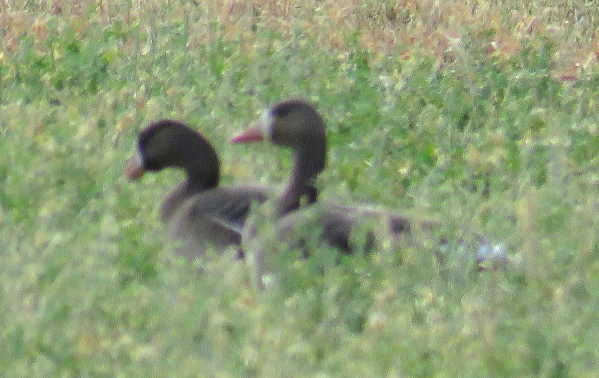 Greater White-fronted Goose - ML277134891