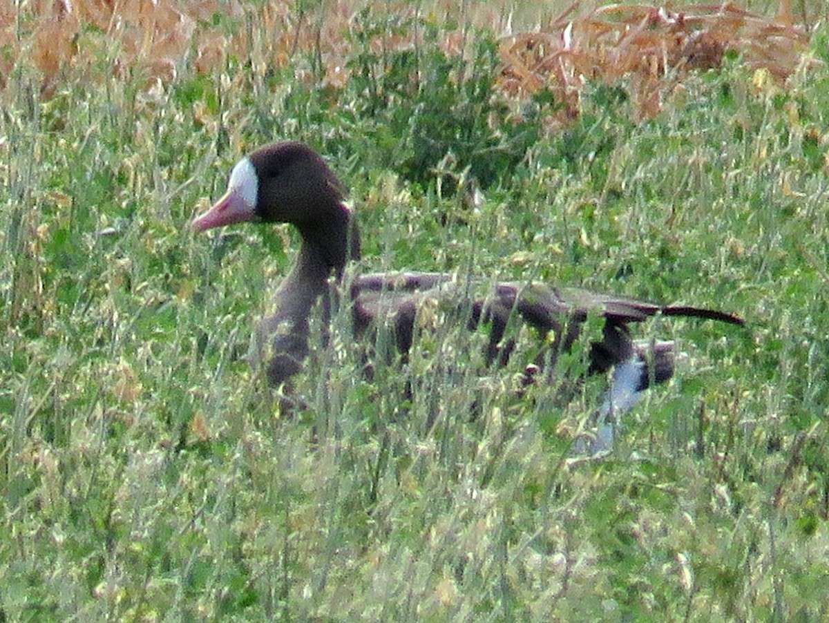 Greater White-fronted Goose - Deanna Nichols