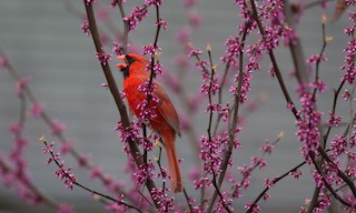  - Northern Cardinal