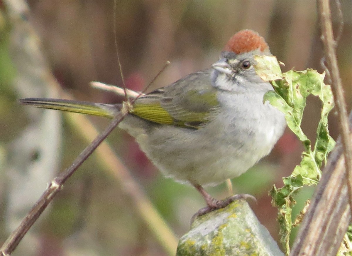 Green-tailed Towhee - James Hirtle