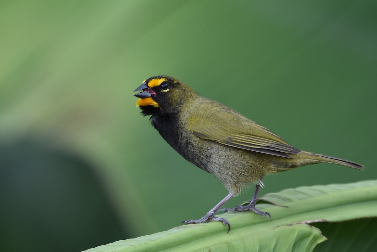 Yellow-faced Grassquit - Alejandro  Bayer