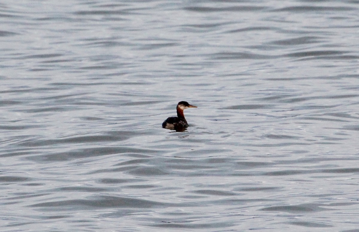 Red-necked Grebe - Greg Lawrence