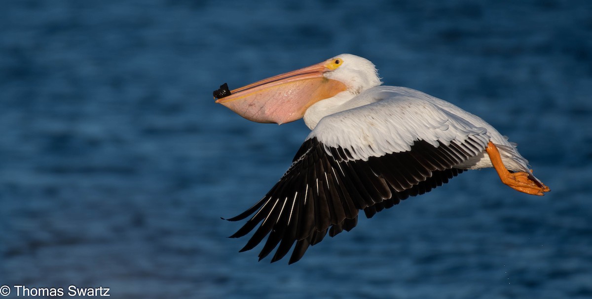American White Pelican - Thomas Swartz