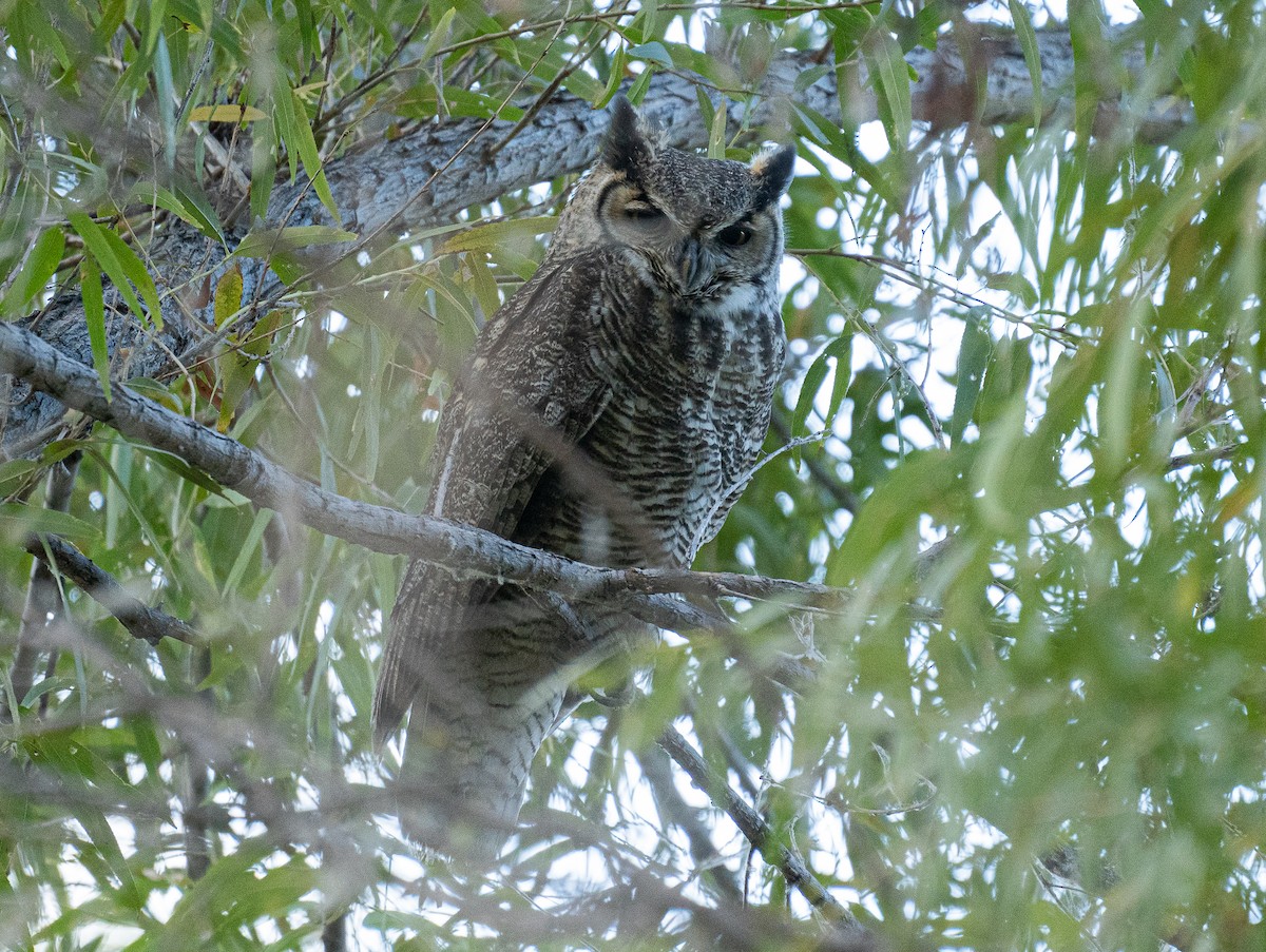 Great Horned Owl - ML277146091