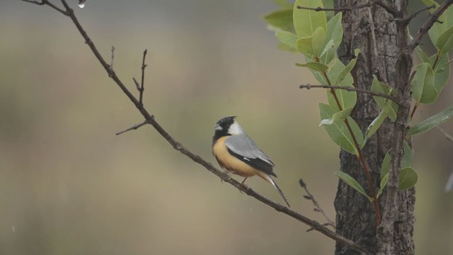 Coal-crested Finch - ML277149281