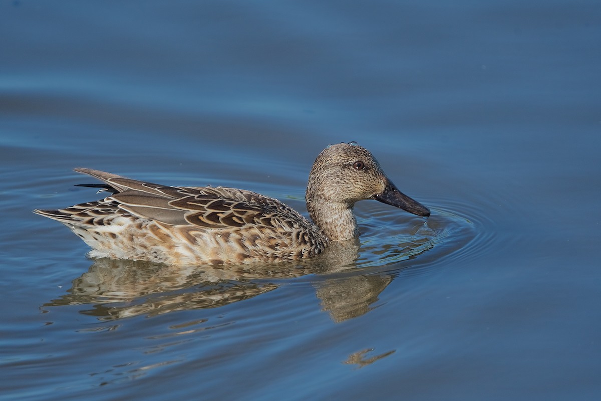 Green-winged Teal - ML277153541