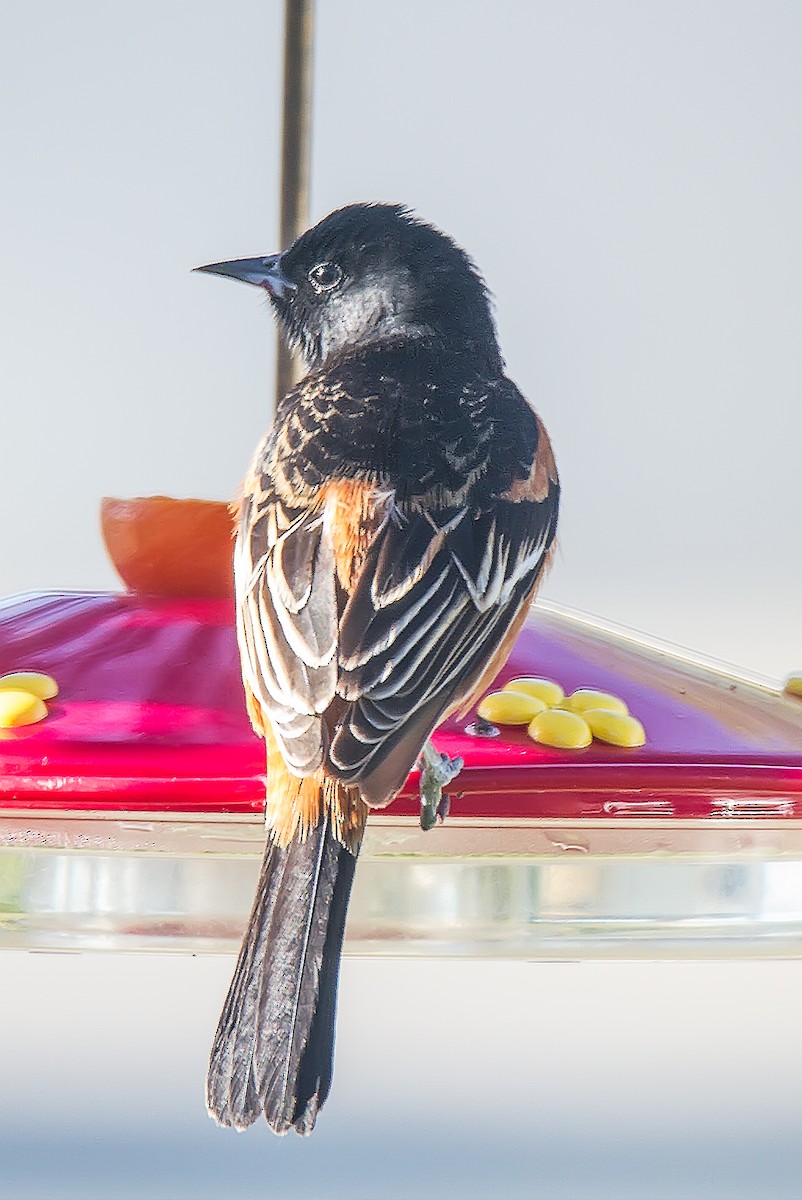 Orchard Oriole (Orchard) - ML27715371