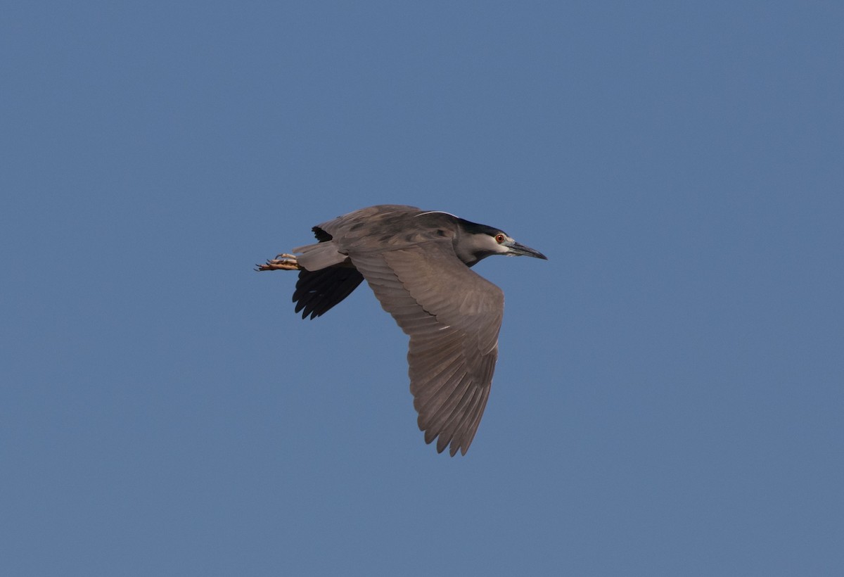 Black-crowned Night Heron - Leo McKillop