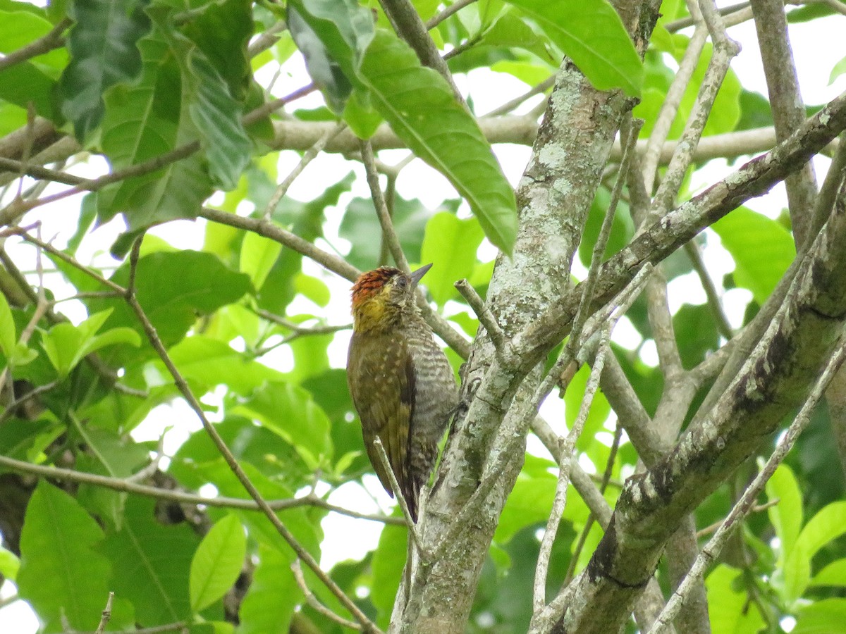 Yellow-eared Woodpecker - ML277156841