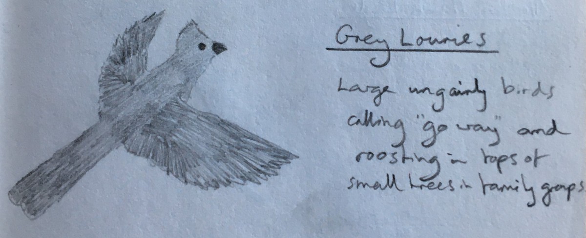 Gray Go-away-bird - ML277159321