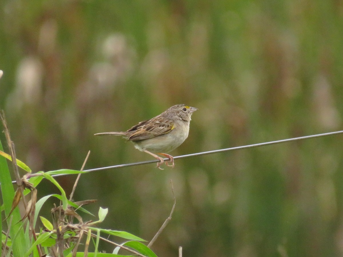 Grassland Sparrow - ML277161001