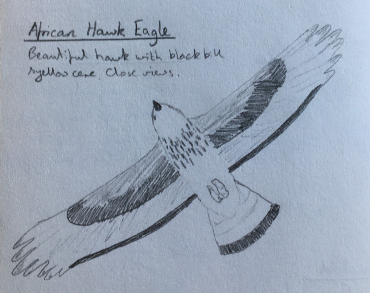 African Hawk-Eagle - ML277162671